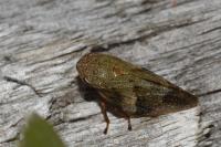 Aphrophora alni