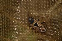 Xanthochilus quadratus