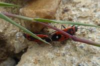 Melanocoryphus albomaculatus