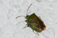 Elasmostethus