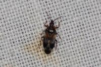 Anthocoris nemoralis