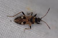 Beosus maritimus