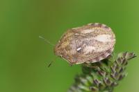 Eurygaster maura