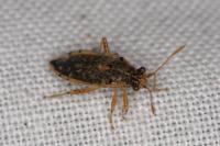 Brachycarenus tigrinus