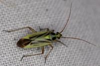 Stenotus binotatus