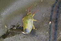 Piezodorus lituratus