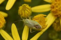 Closterotomus norwegicus