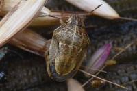 Neottiglossa leporina