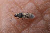 Metopoplax ditomoides