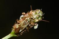Adelphocoris lineolatus
