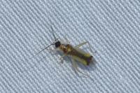 Campyloneura virgula