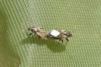 Heterogaster urticae