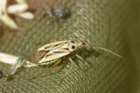 Stenotus binotatus