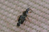 Anthocoris nemoralis