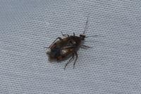 Deraeocoris
