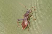 Camptopus lateralis