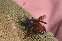 Dicranocephalus albipes