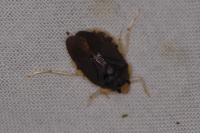 Aphelocheirus aestivalis