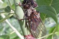 Tibicina haematodes