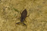 Nepa cinerea