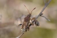 Stictopleurus abutilon