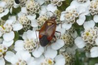 Deraeocoris ruber