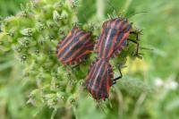 Graphosoma italicum