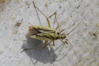 Stenotus binotatus