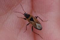 Xanthochilus quadratus