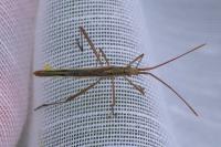 Chorosoma schillingii