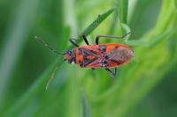 Corizus hyoscyami