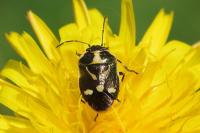 Eurydema oleracea