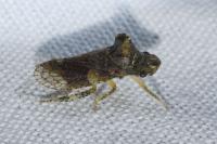 Ledra aurita