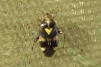 Liocoris tripustulatus