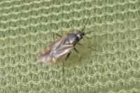 Dicyphus globulifer