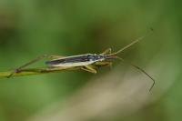 Notostira