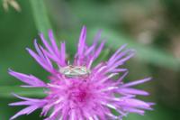 Adelphocoris