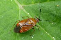 Deraeocoris ruber