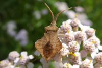 Syromastus rhombeus