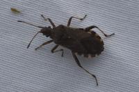Ceraleptus gracilicornis
