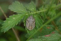 Eurygaster maura