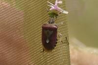 Dolycoris baccarum