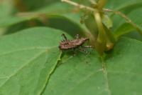 Himacerus apterus