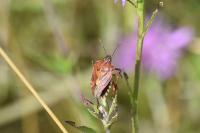 Carpocoris purpureipennis