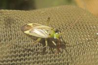 Adelphocoris lineolatus