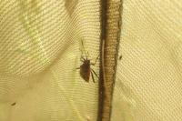 Corizus hyoscyami