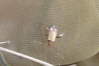 Adelphocoris vandalicus