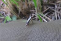 Evacanthus interruptus