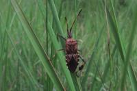 Leptoglossus occidentalis