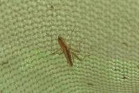 Nabis limbatus